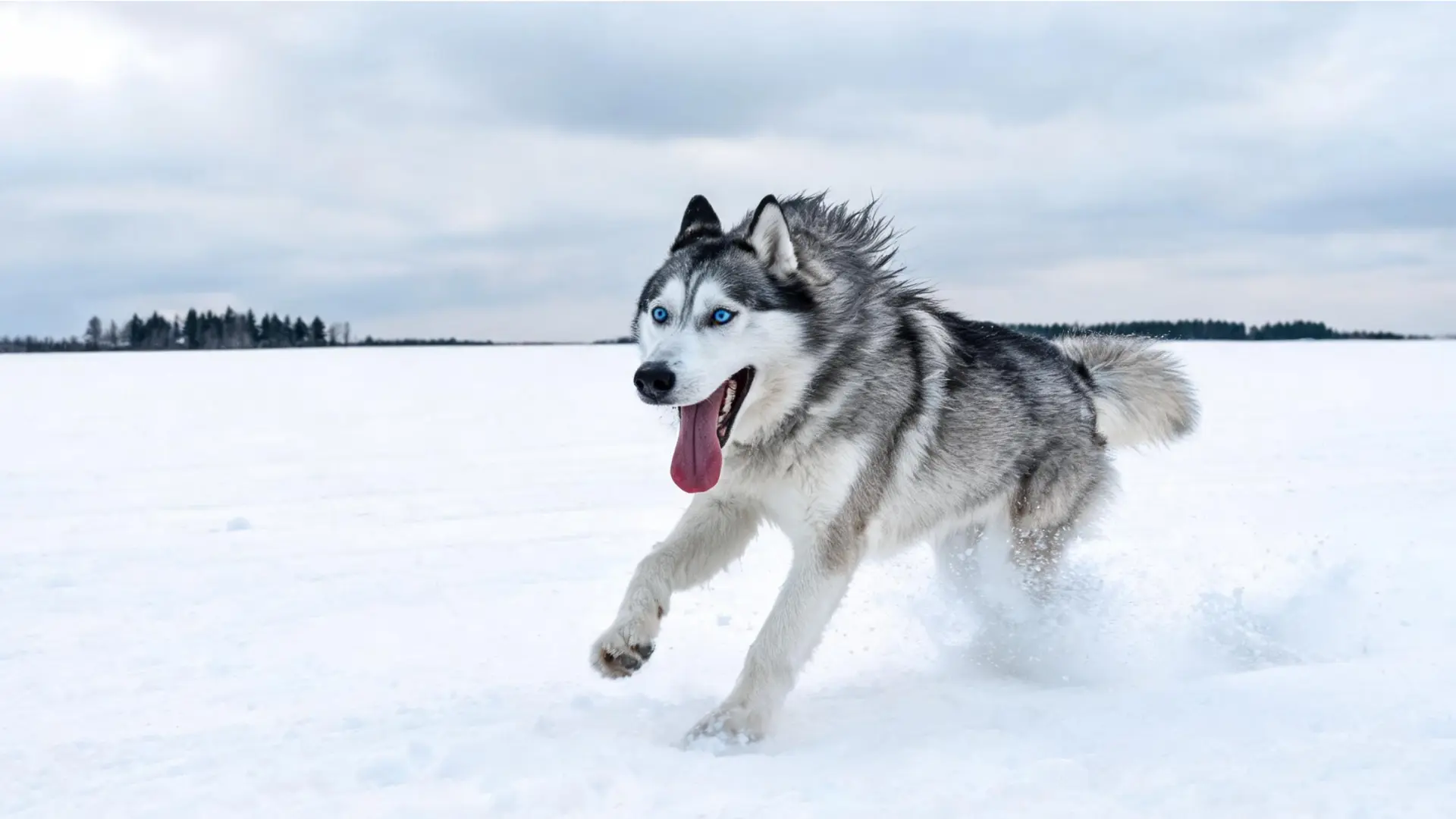 Siberian Husky running through snow with bright blue eyes and an energetic expression.