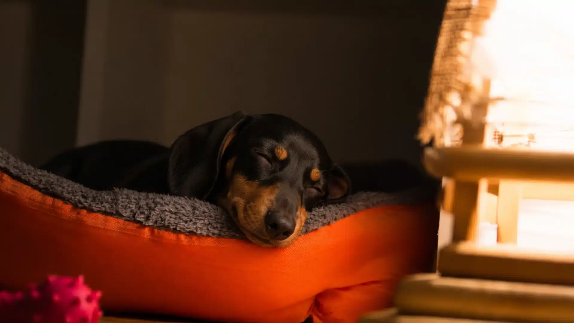 Sleeping Dachshund resting on an orange dog bed beside a warm lamp