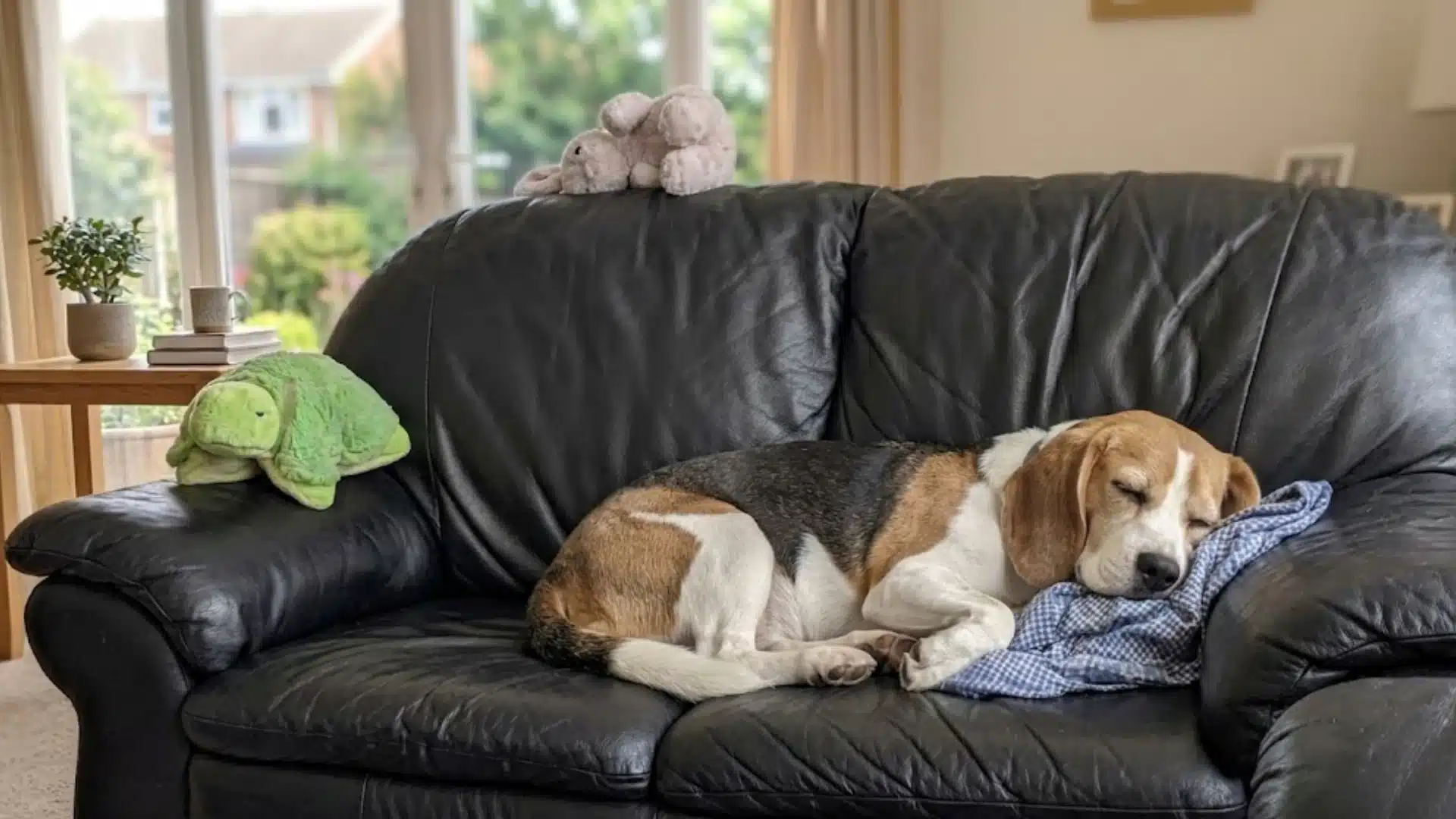 Sleepy beagle resting on a black couch after a rabies shot with blanket in cozy living room at home