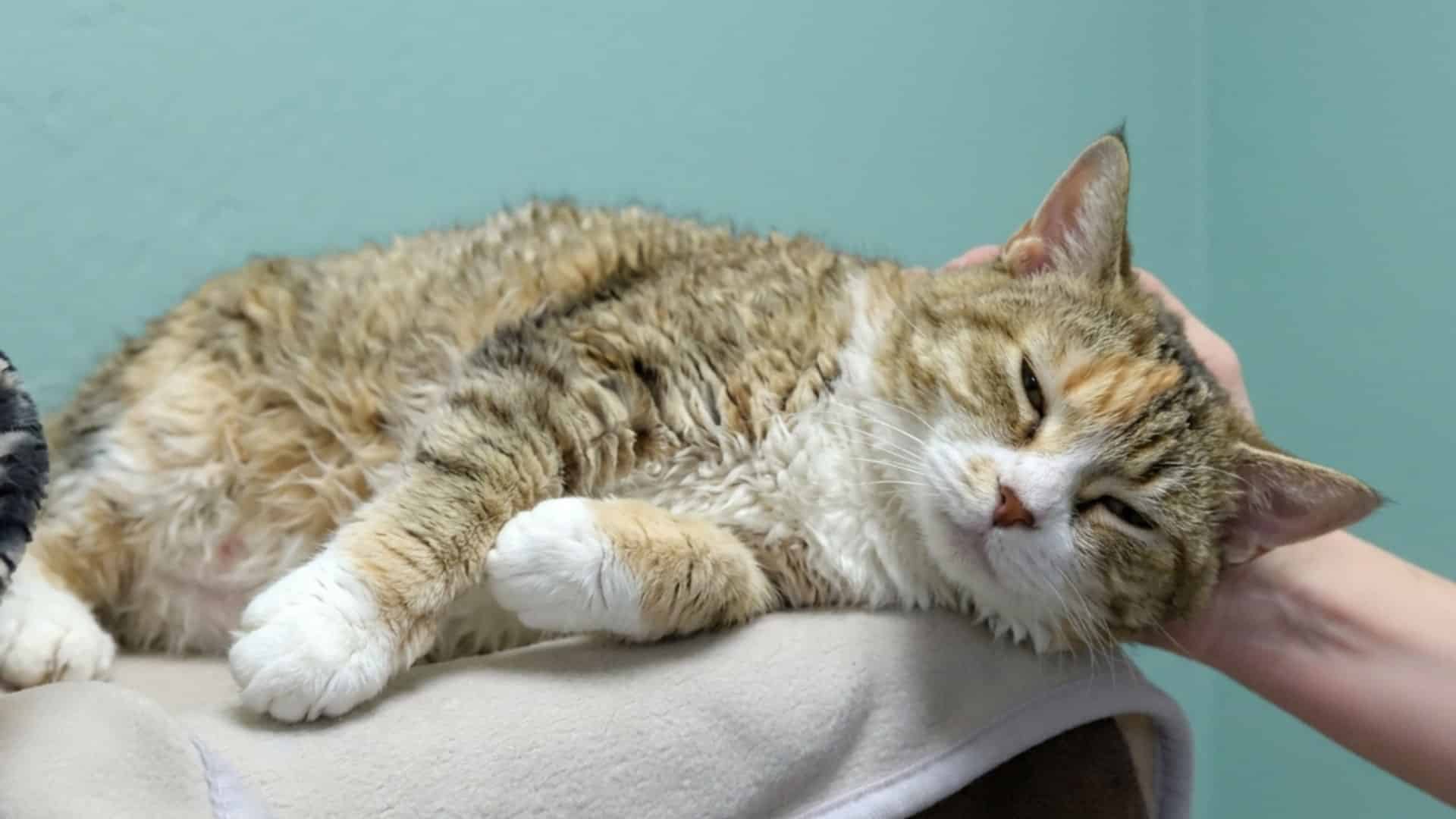 sleepy long-haired cat is petted while relaxing on a soft blanket