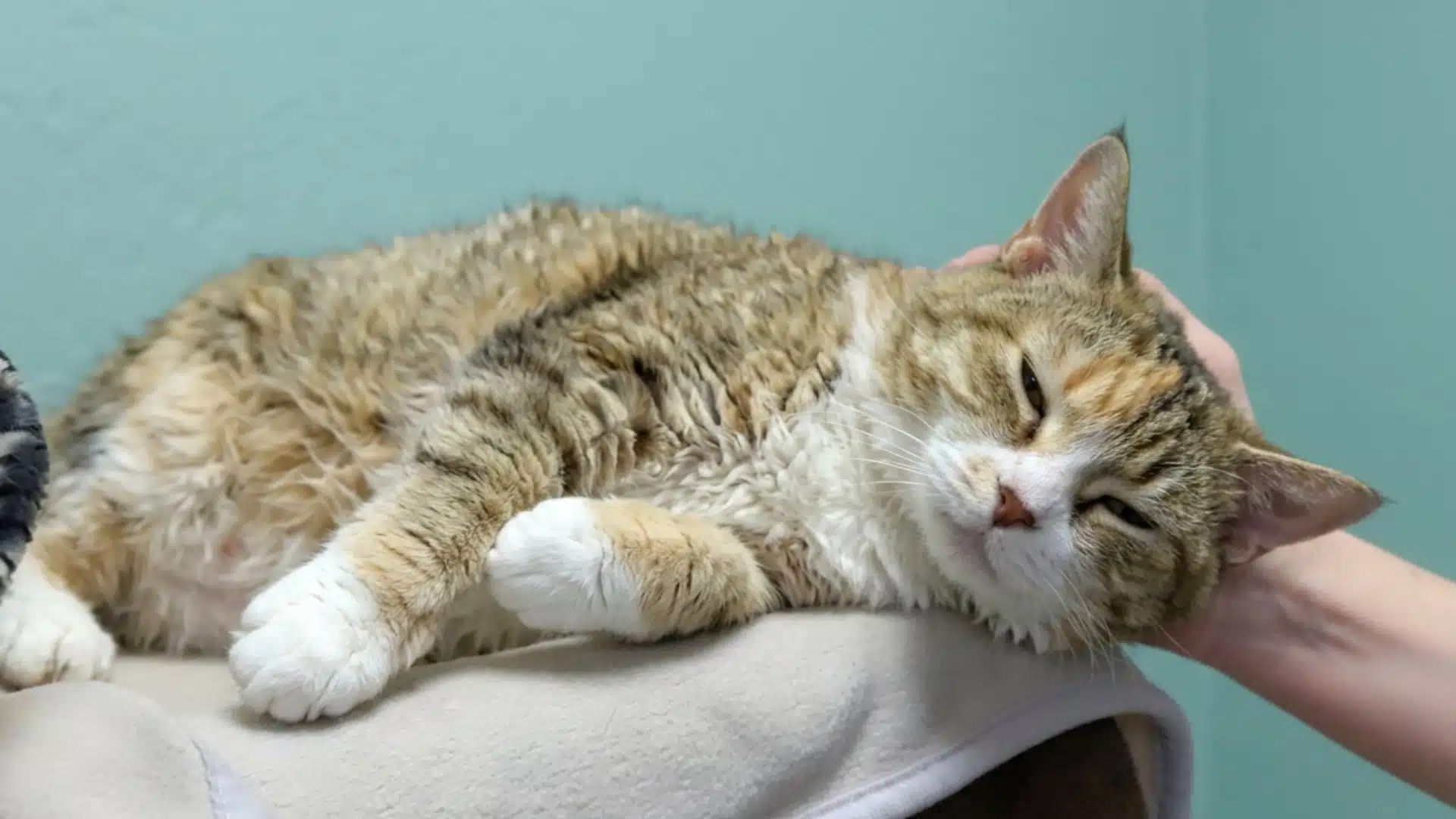 sleepy long-haired cat is petted while relaxing on a soft blanket