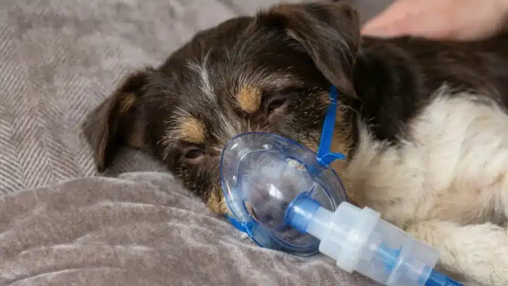 Small dog resting on a couch while using a blue nebulizer mask for breathing support at home