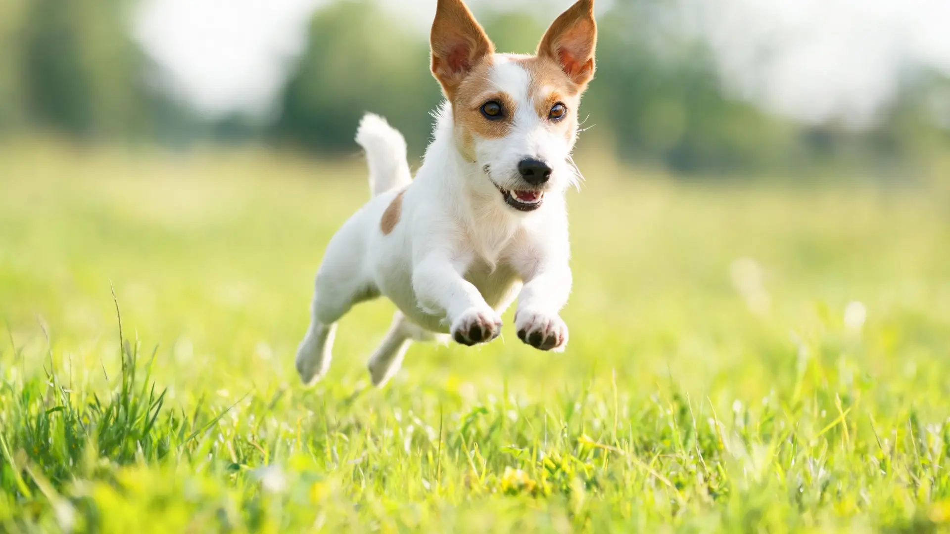 Small dog running through a sunny grass field.