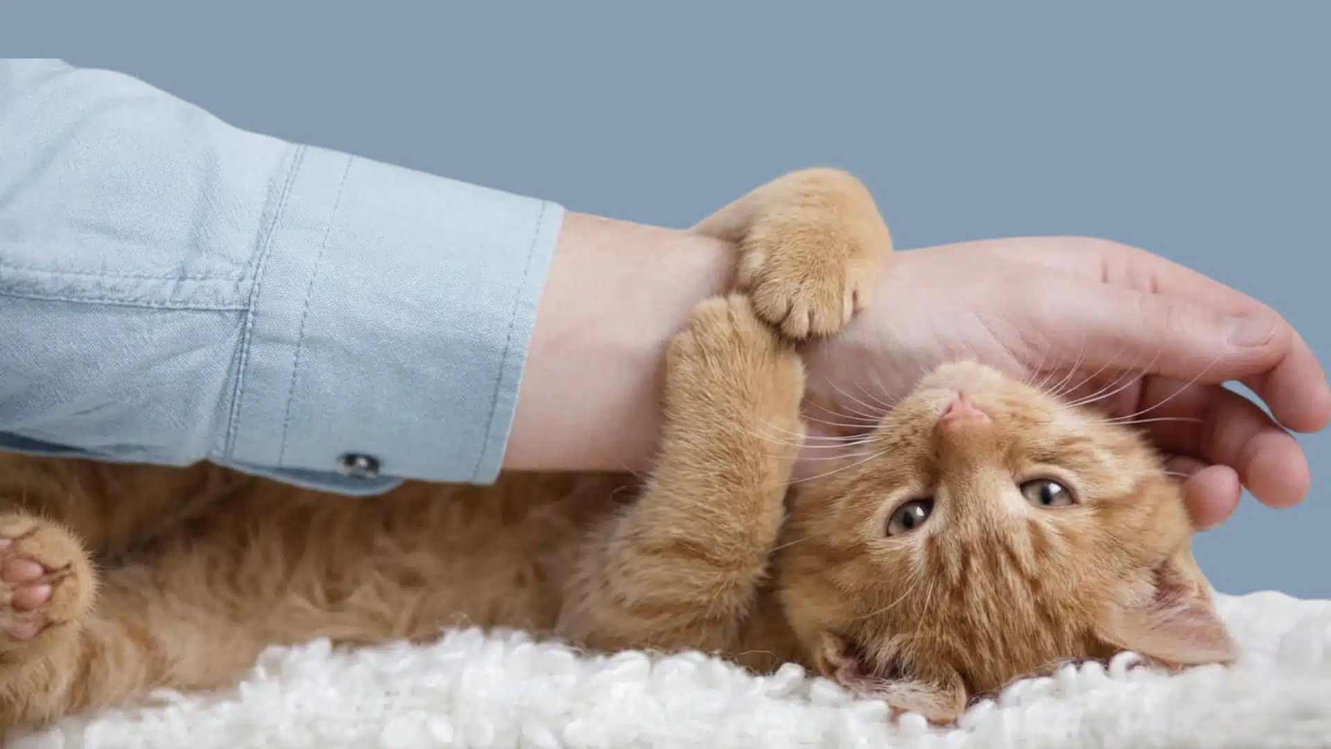 small kitten playfully bites and holds onto a person's arm while lying on a white blanket