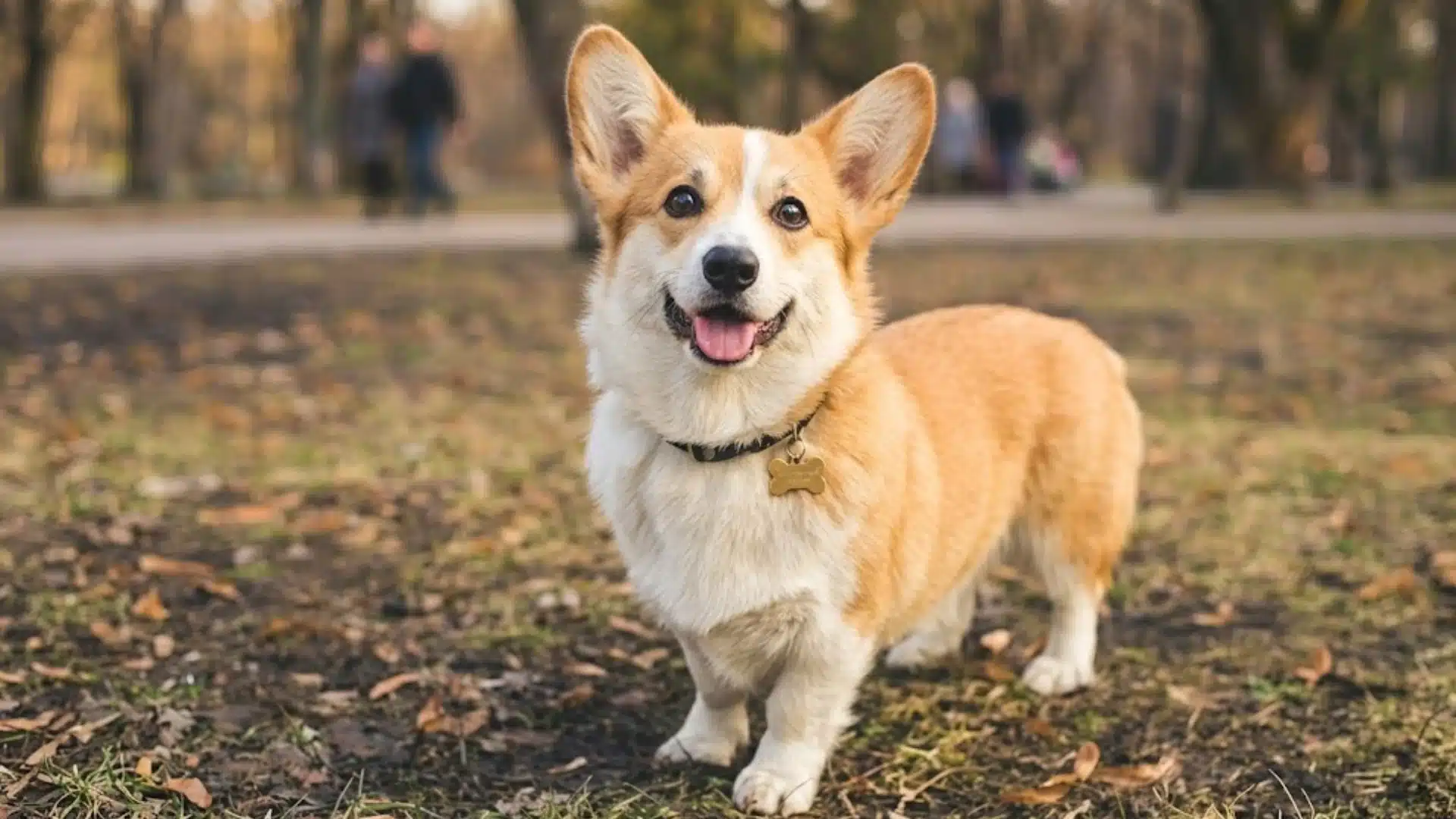 Smiling Pembroke Welsh Corgi standing in a park on autumn grass, wearing a bone-shaped dog tag