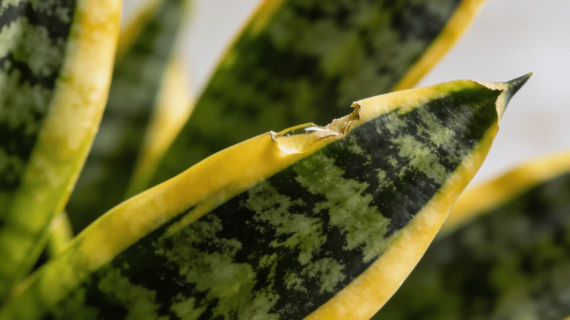 Snake plant leaf close-up showing saponin-containing sap toxic to cats if chewed