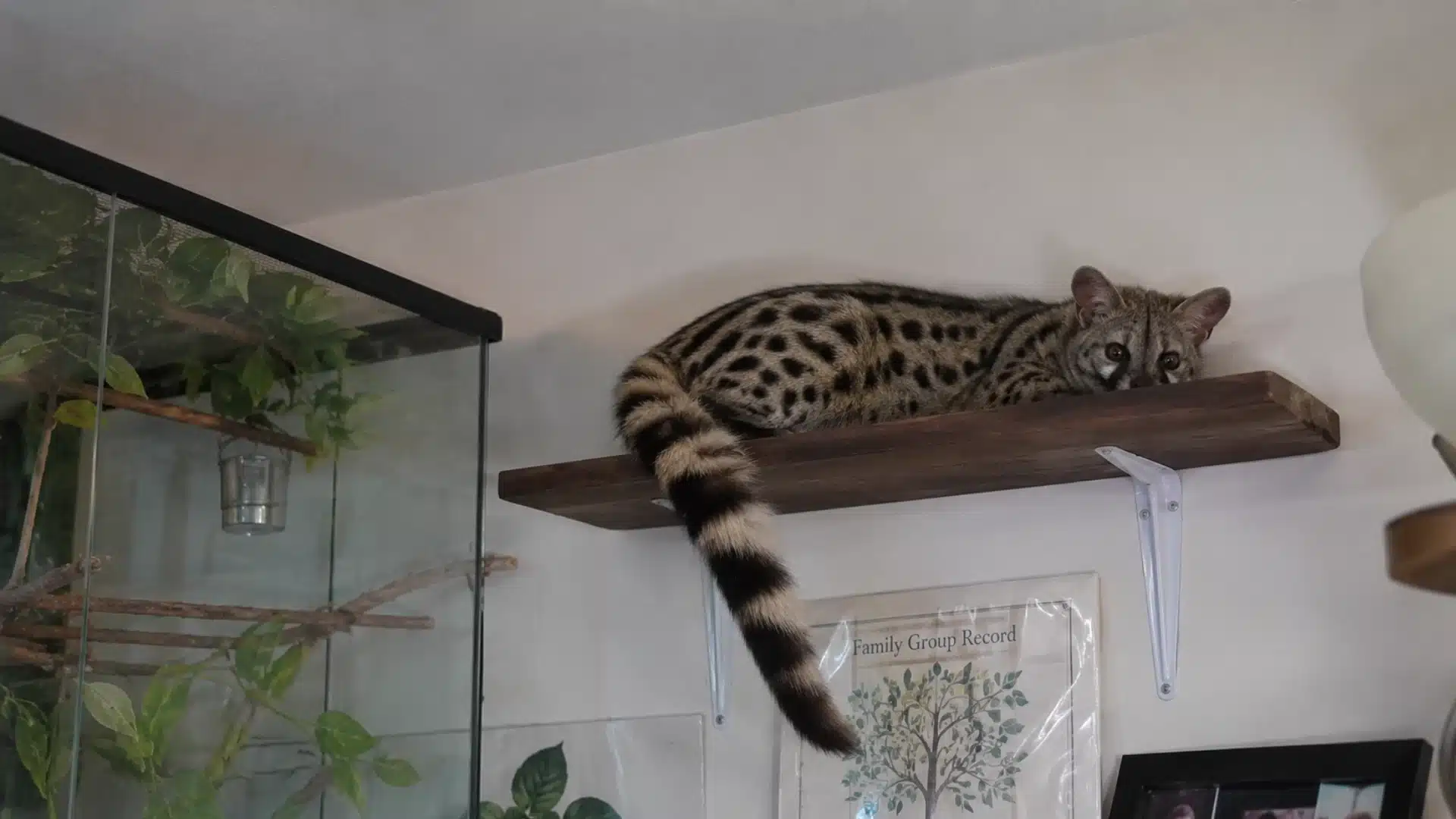 Spotted genet resting on wooden wall shelf beside indoor reptile enclosure and framed photos
