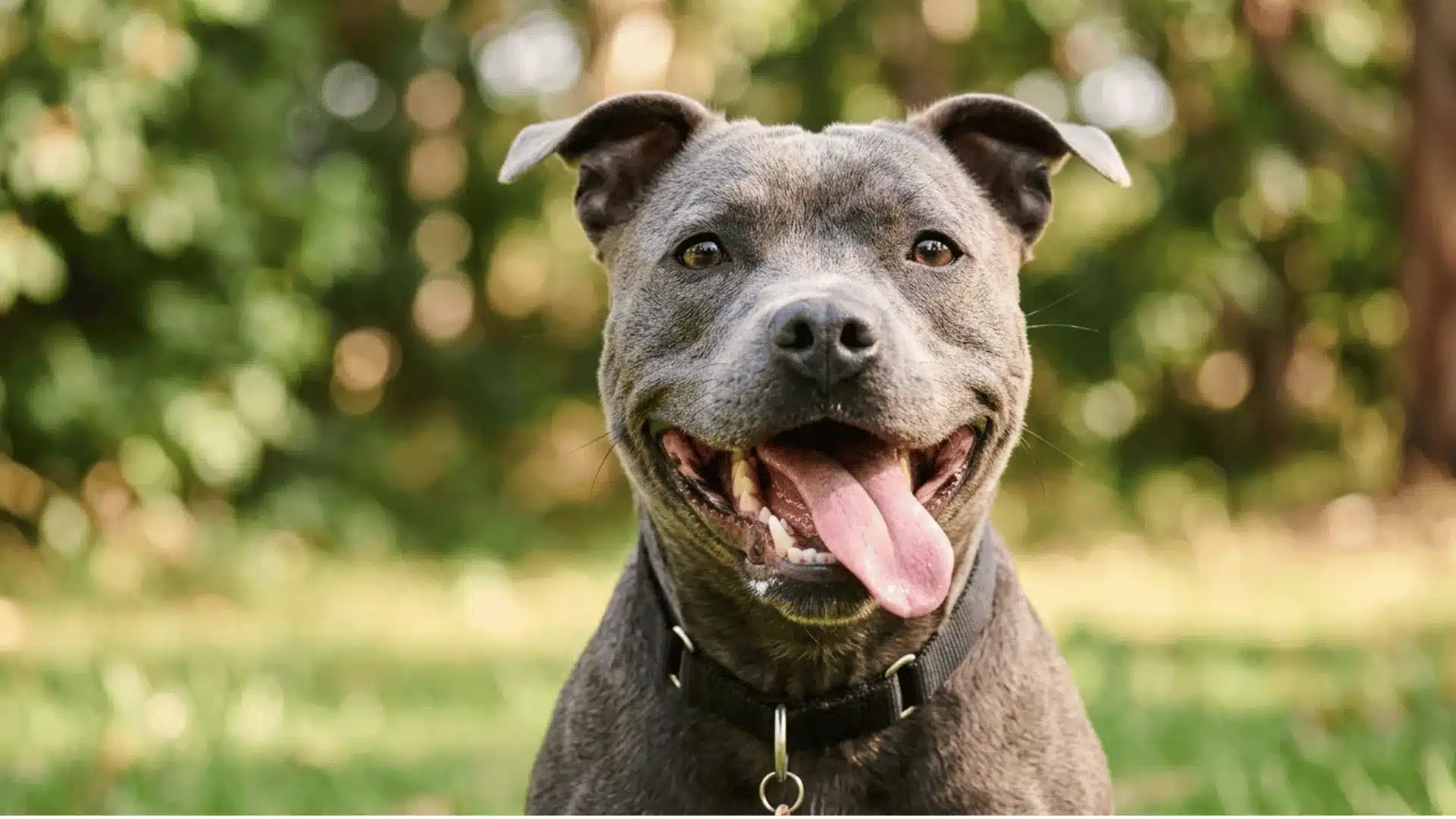 Staffordshire Bull Terrier smiling outdoors with tongue out and a blurred green background