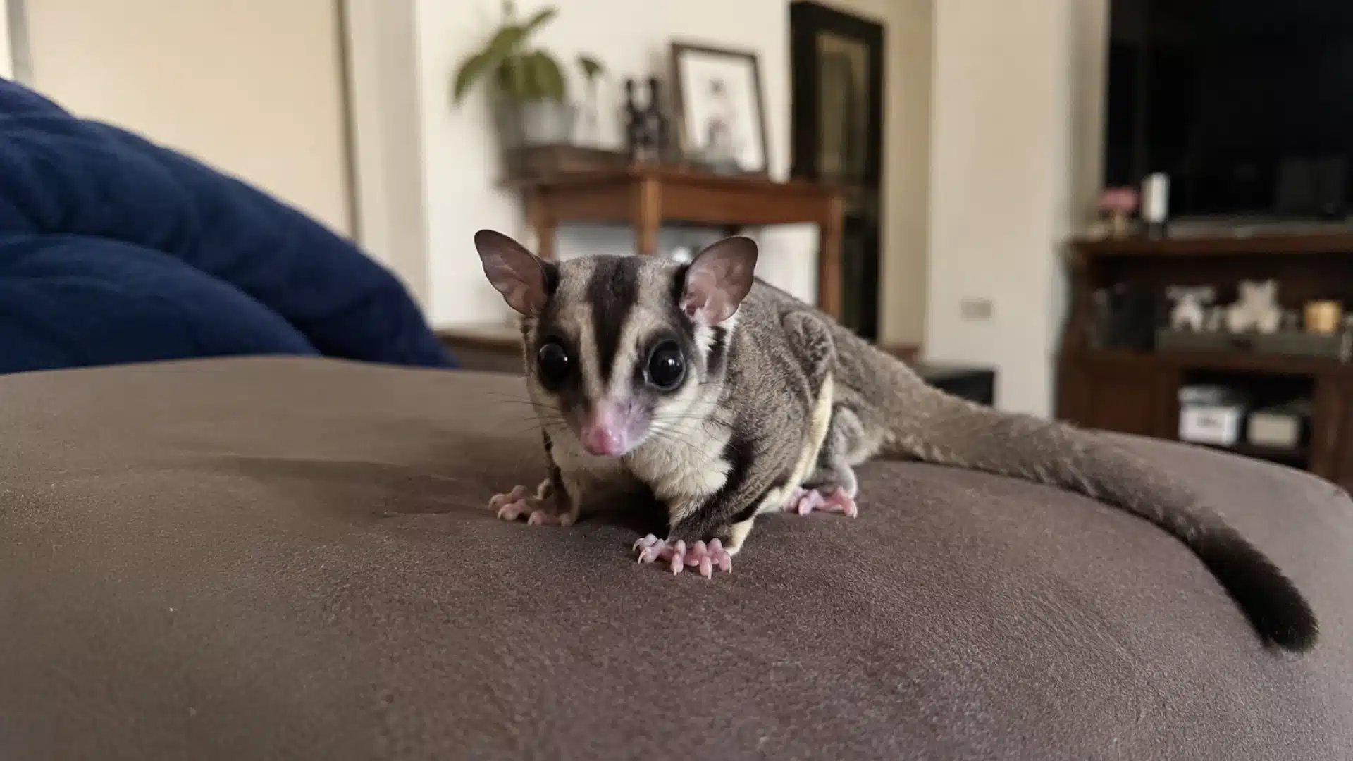 Sugar glider resting on a brown sofa inside a cozy home living room with soft natural lighting.