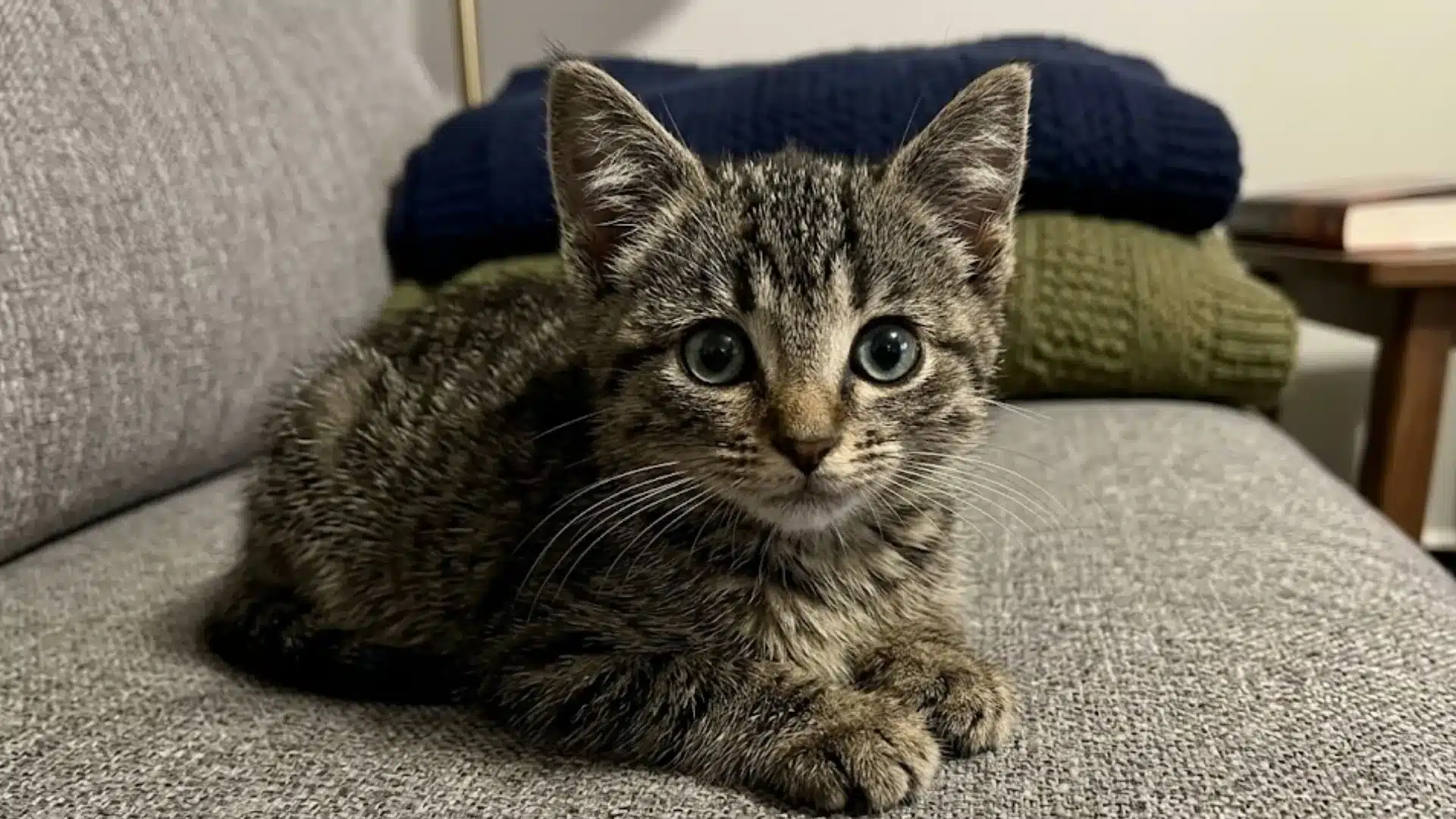 Tabby kitten resting on a gray sofa, showing a calm young cat settling into a cozy home space