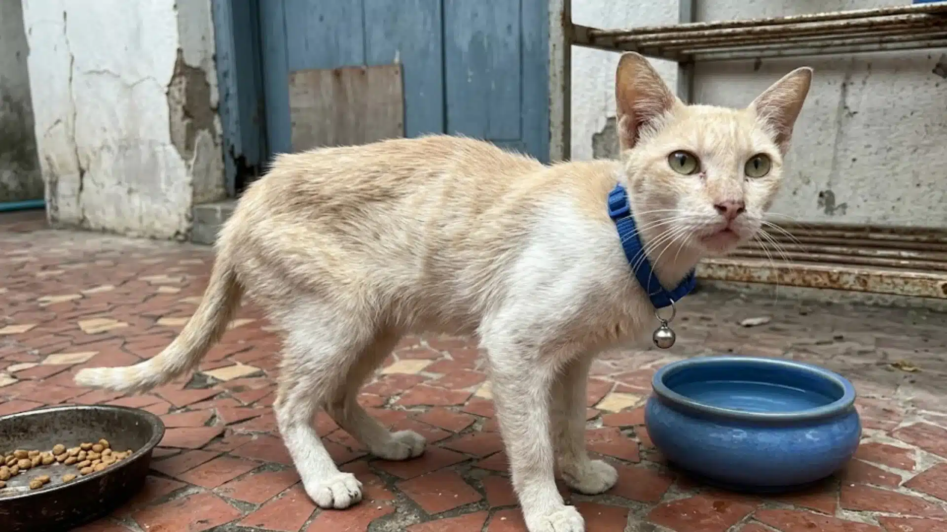 Thin cream cat wearing a blue collar standing near food and water bowls on an outdoor tiled floor