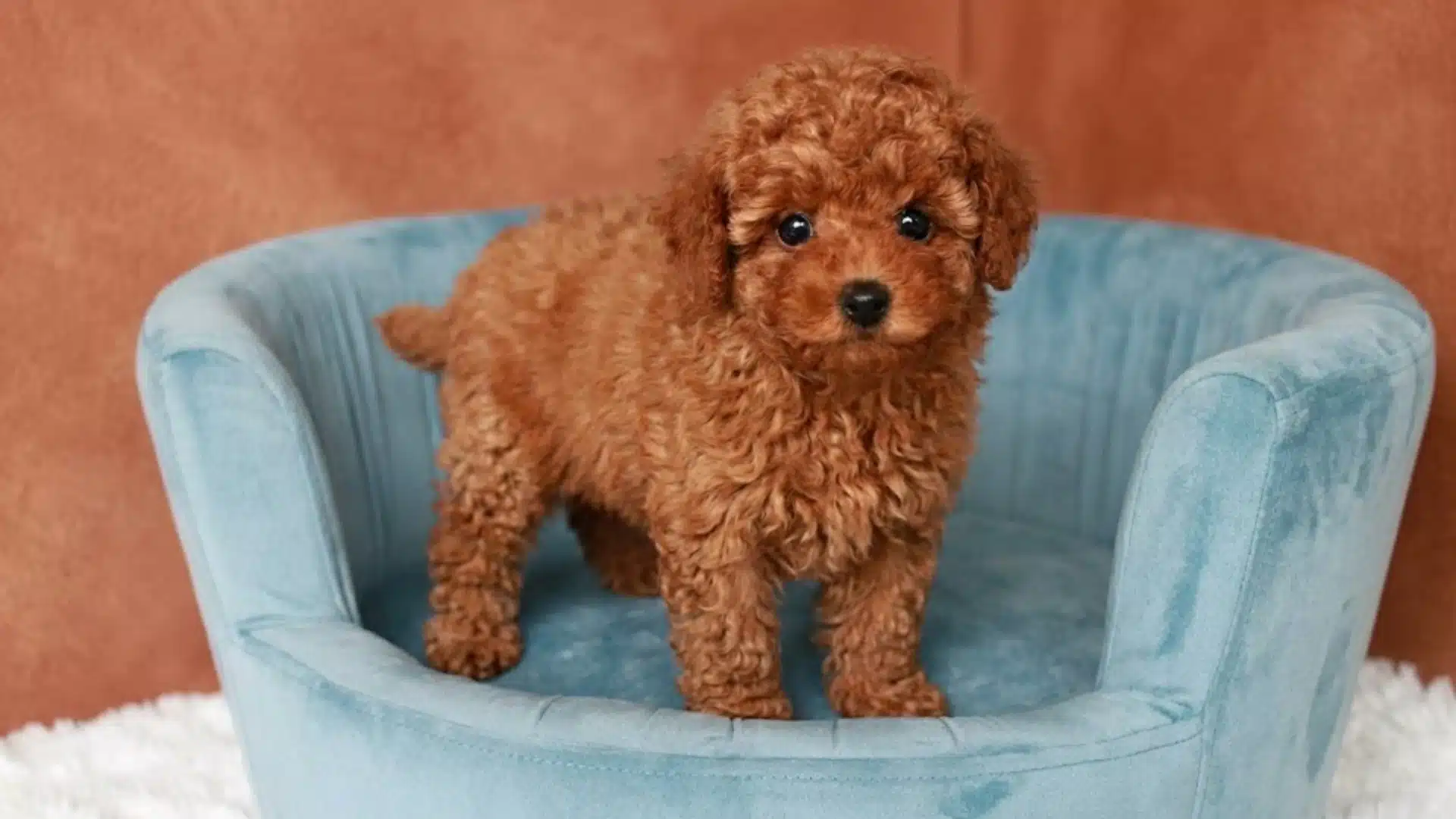 Tiny curly brown puppy standing on a soft blue chair against a warm terracotta studio wall background