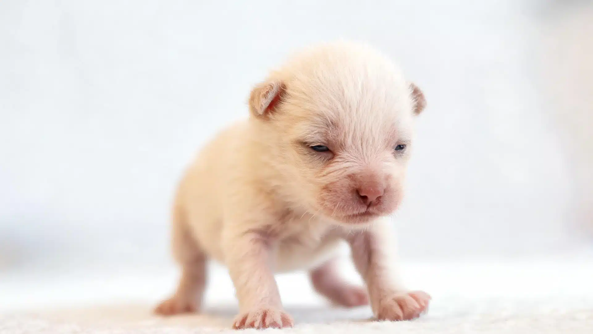 Tiny newborn puppy standing on soft white bedding with partially open eyes