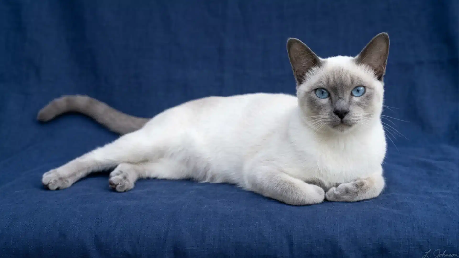 Tonkinese cat with blue eyes
