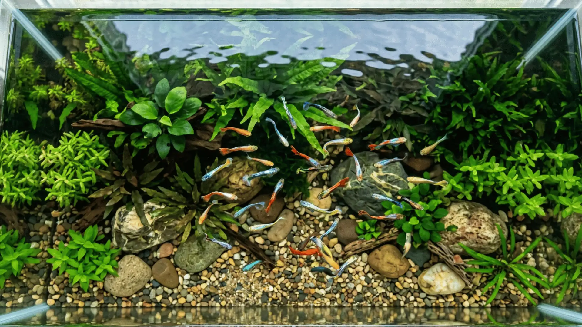 Top-down view of guppies swimming in a clean planted freshwater tank