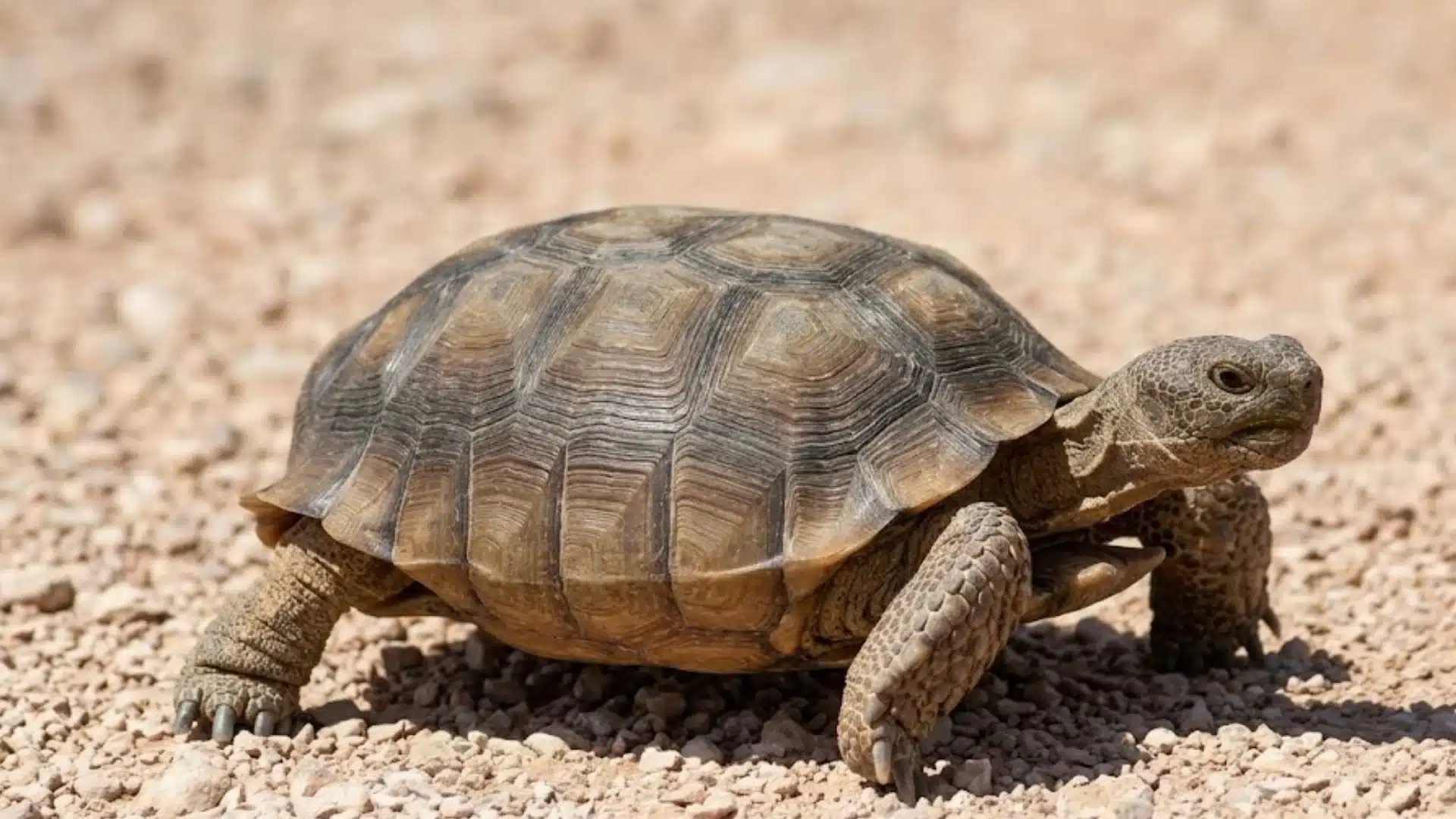 Tortoise walking on dry rocky ground with a patterned shell, thick legs, and a desert-like background