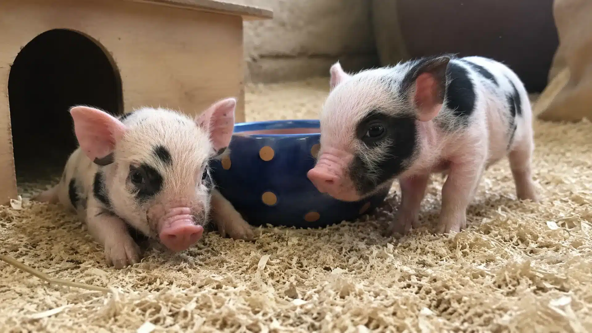 Two mini piglets resting indoors on wood shavings beside a blue pet bowl and shelter