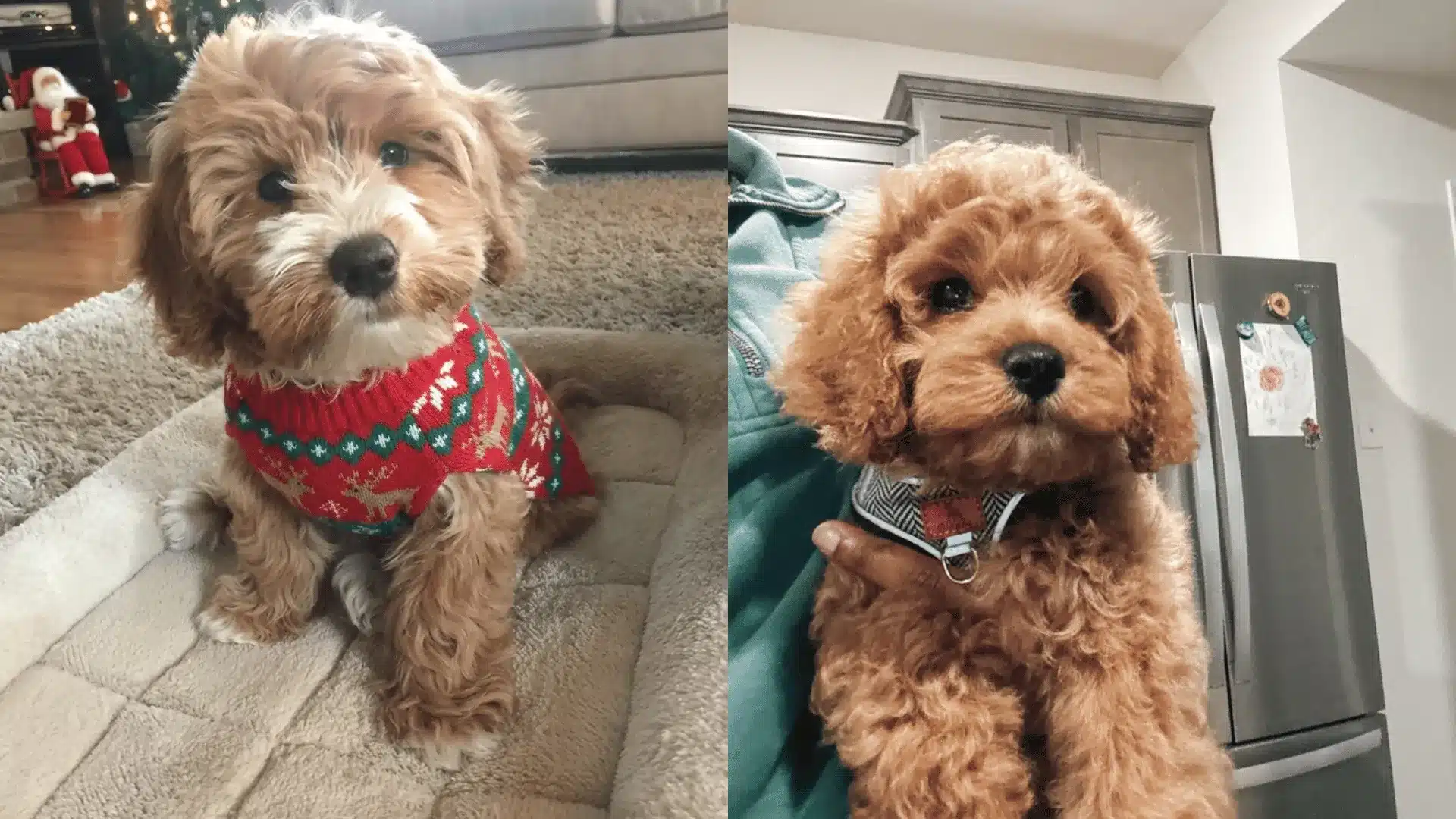 Two Cavapoo puppies with fluffy curly coats sitting indoors, one wearing a red holiday sweater