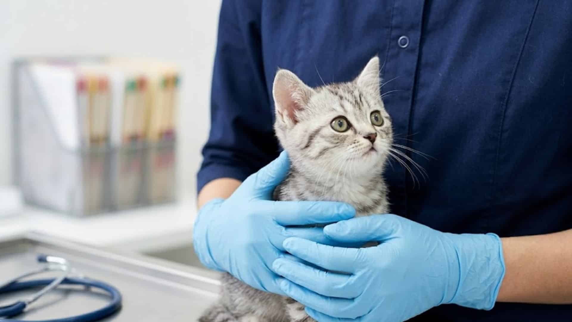 Vet holding a kitten during a clinic checkup, showing early health care and support for a young cat