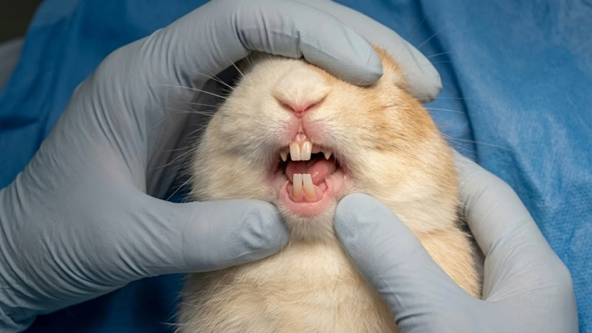 Veterinarian checking rabbit teeth during a dental exam with visible front incisors