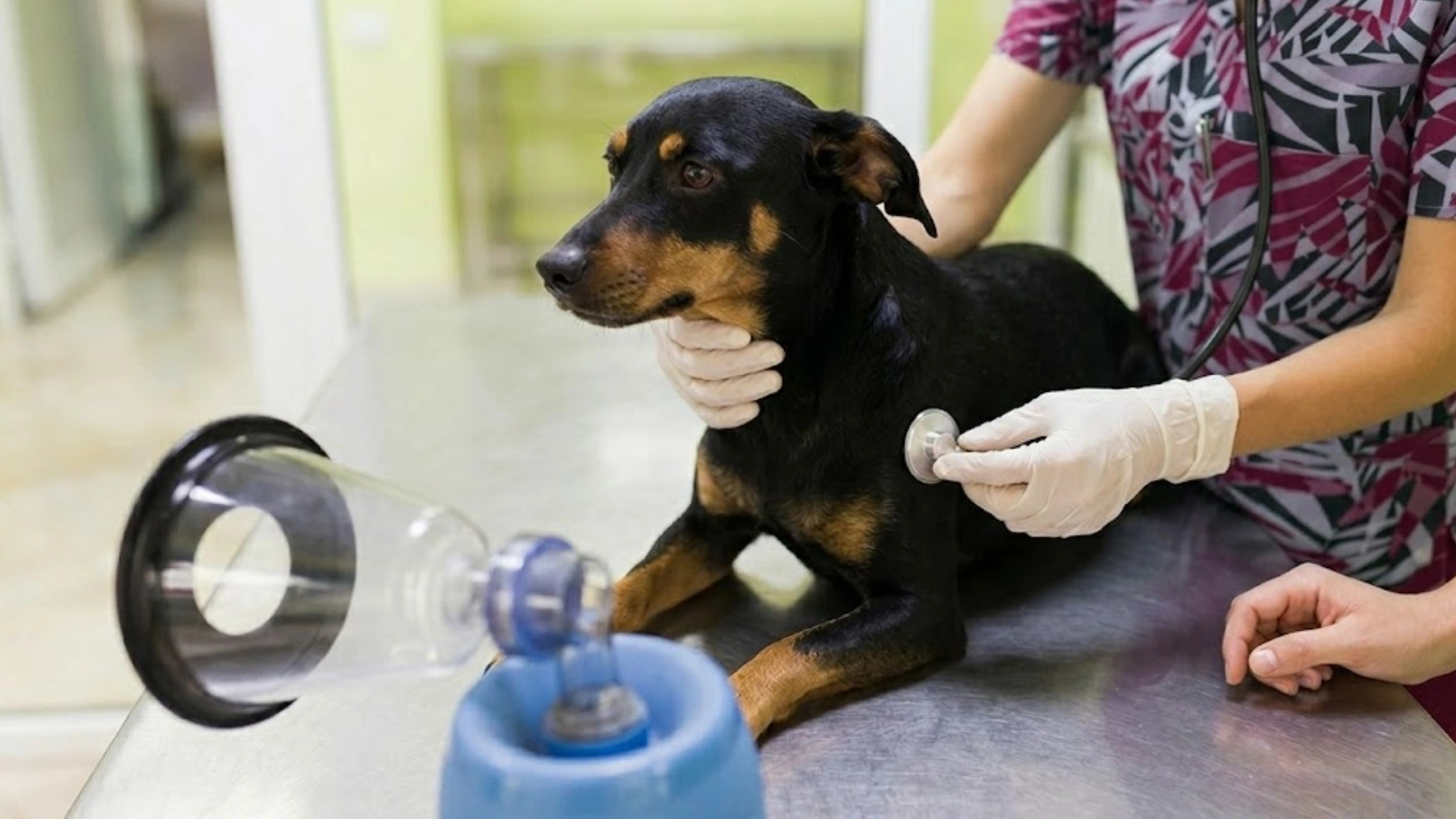 Veterinarian checks a black dog’s chest near a nebulizer mask during a breathing exam in a clinic