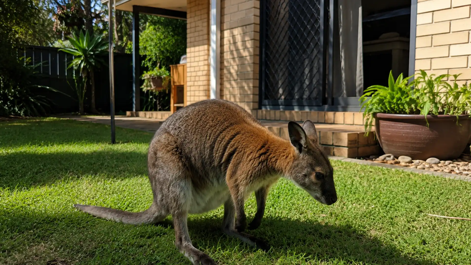 Wallaby standing on green lawn in sunny backyard near patio and garden plants