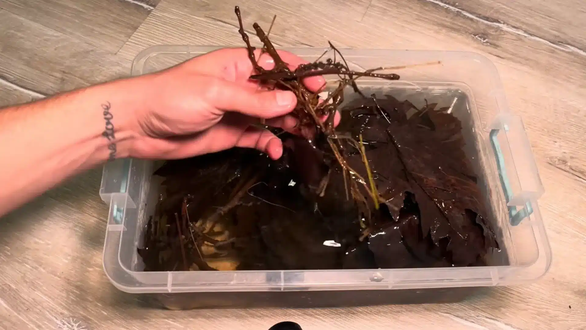 Wet leaves and branches soak in a clear bin before arranging aquarium botanicals
