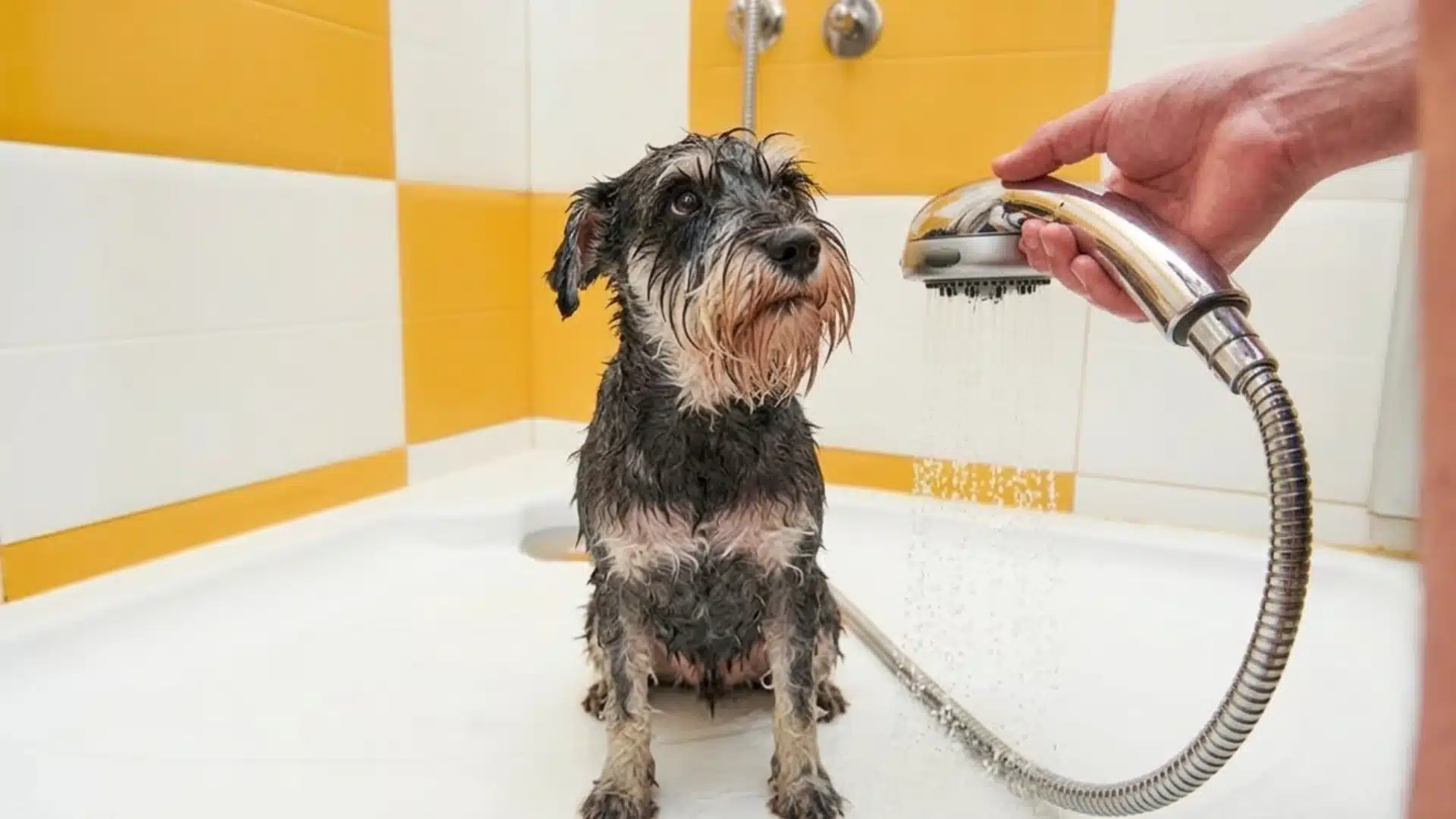 Wet small dog sitting in a bathtub while being rinsed with a handheld shower