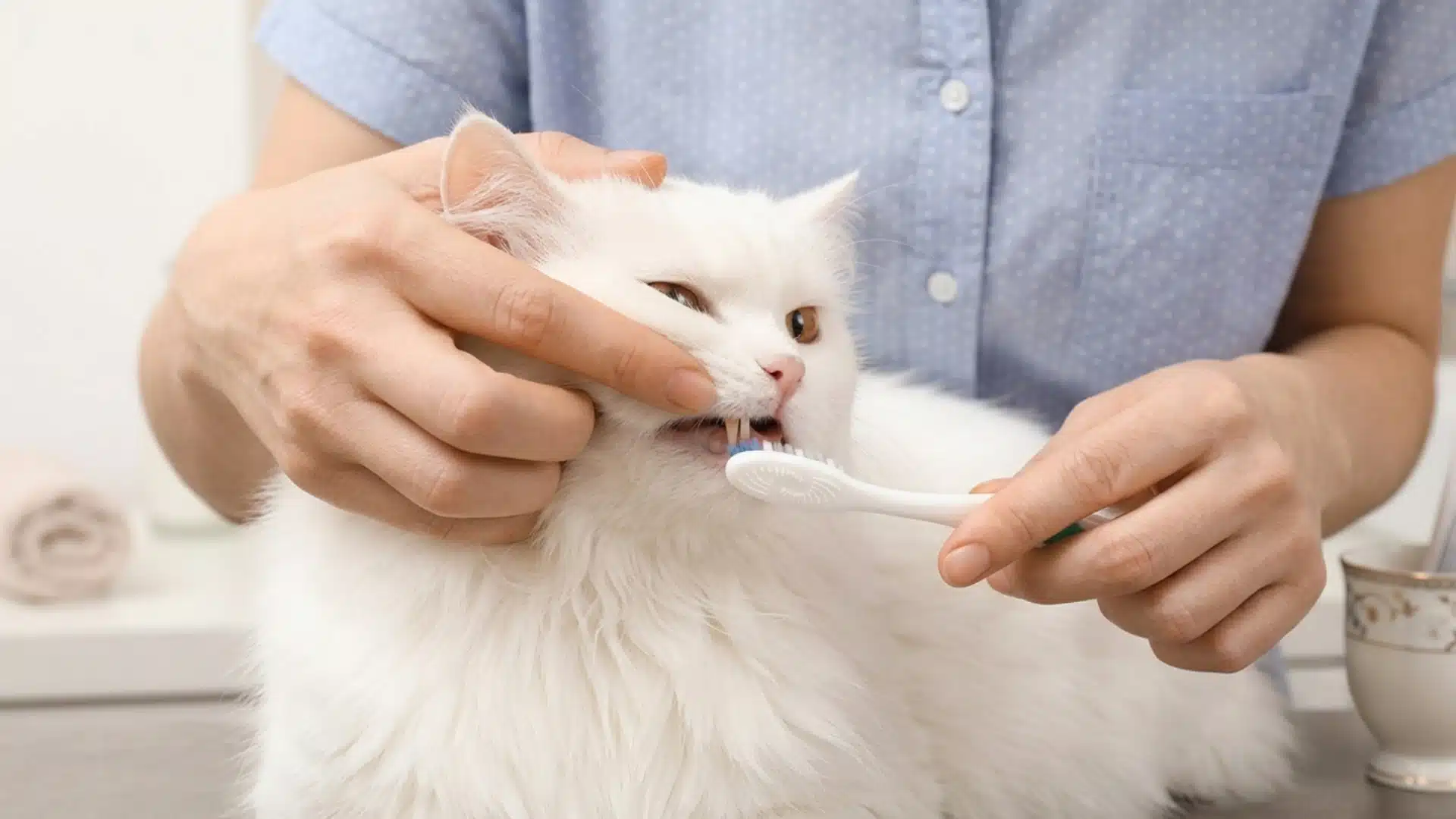 White cat having its teeth brushed gently at home