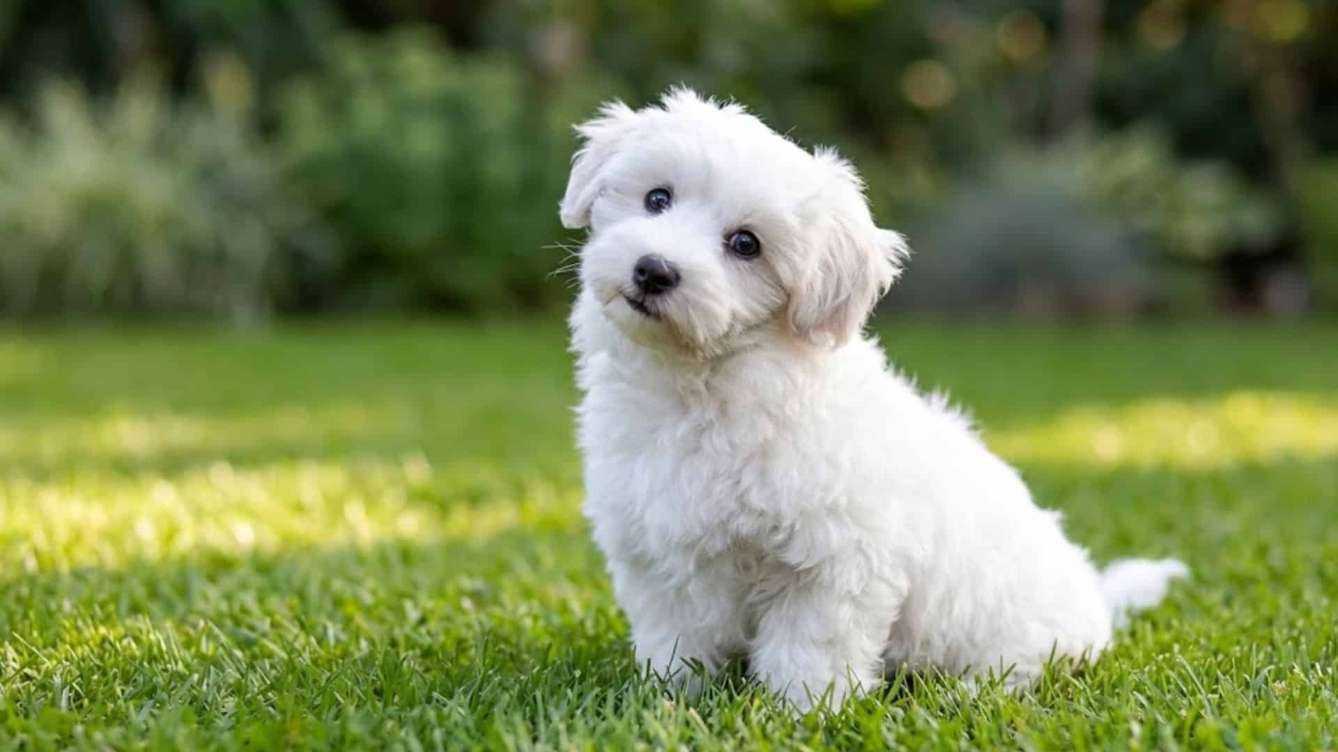 White fluffy puppy sitting in bright green grass with its head tilted and soft blurred garden background