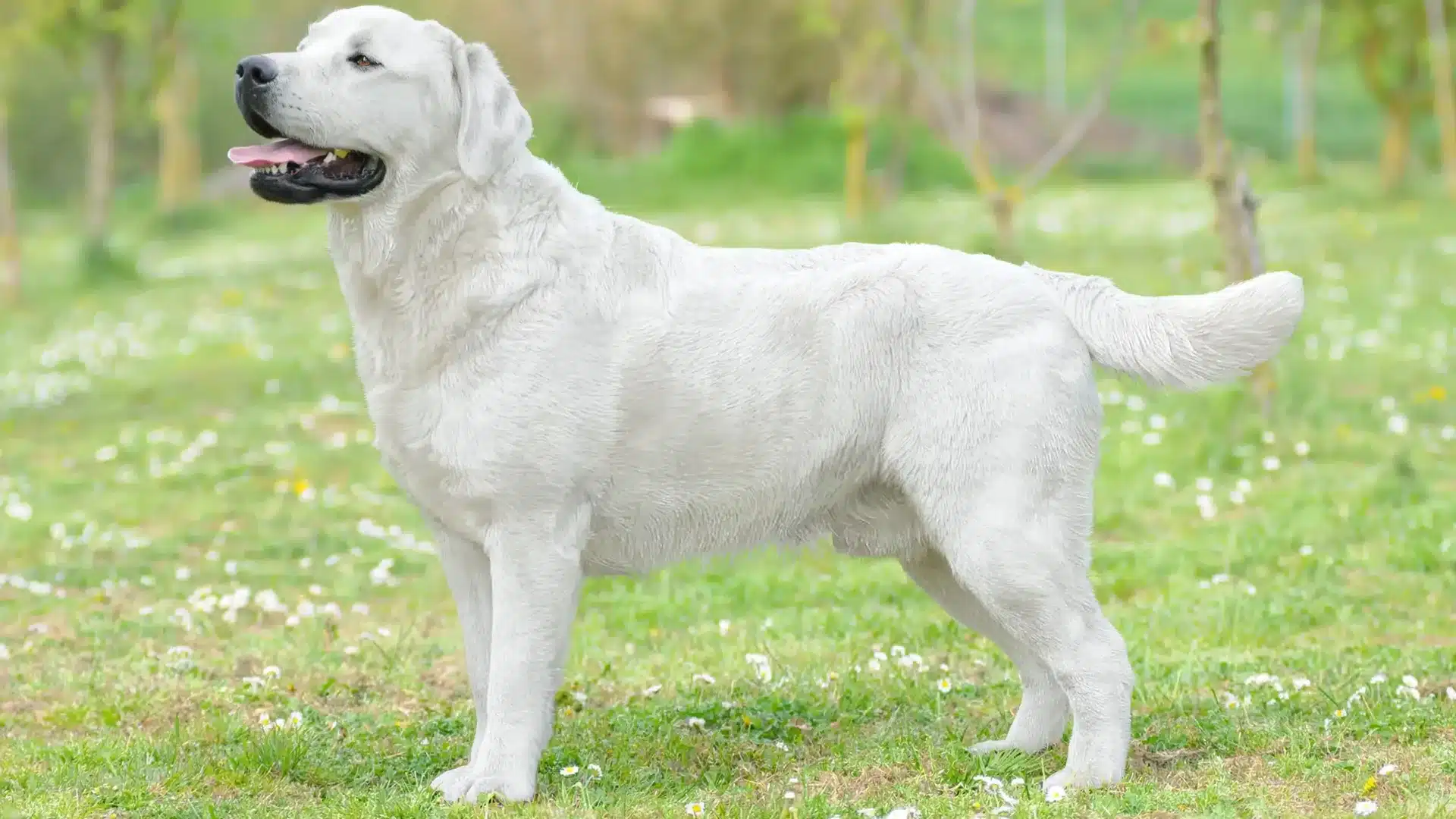 White Labrador standing in a grassy park with flowers