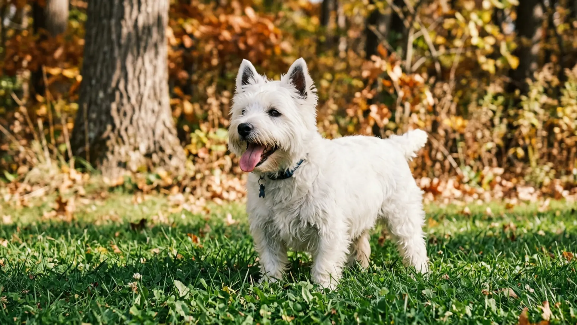 White terrier standing on grass in an autumn park