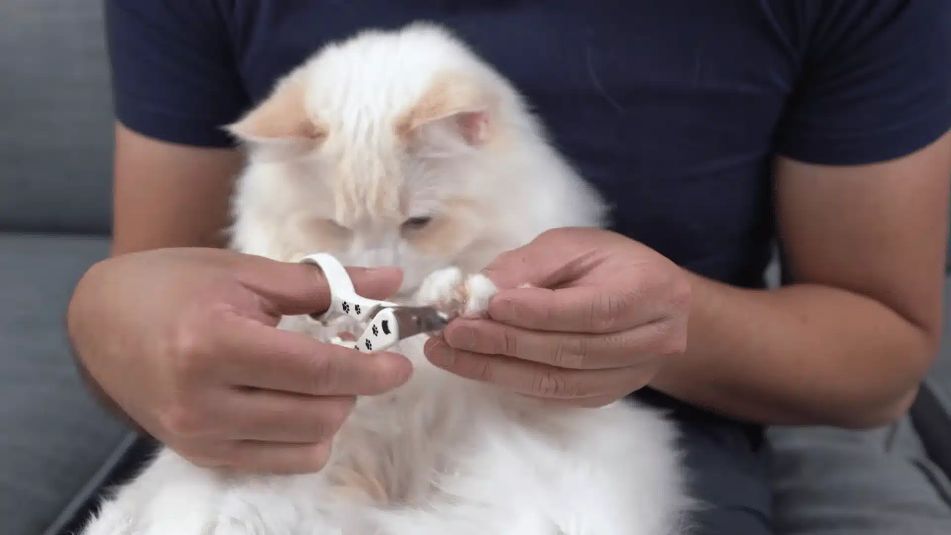 White cat calmly sitting while a person trims its claw with pet nail clippers