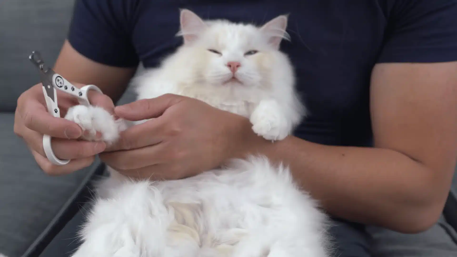 White cat resting calmly while a person prepares to trim its front claws