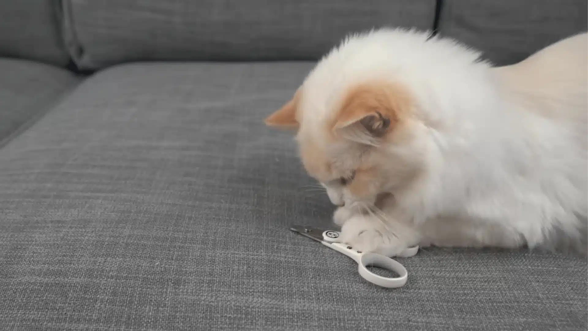 White cat sniffing nail clippers on a couch before a claw trimming session