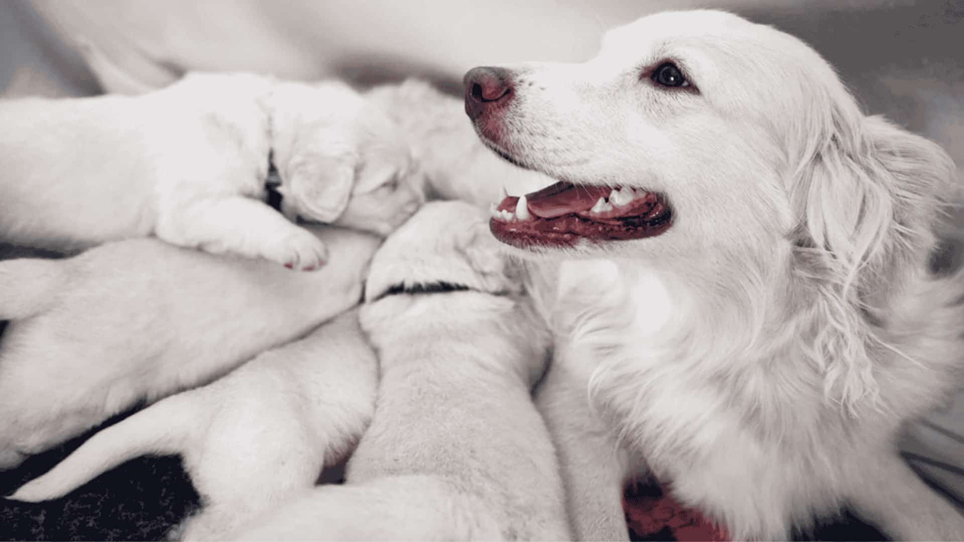 White mother dog and white puppies lying on a patterned mat