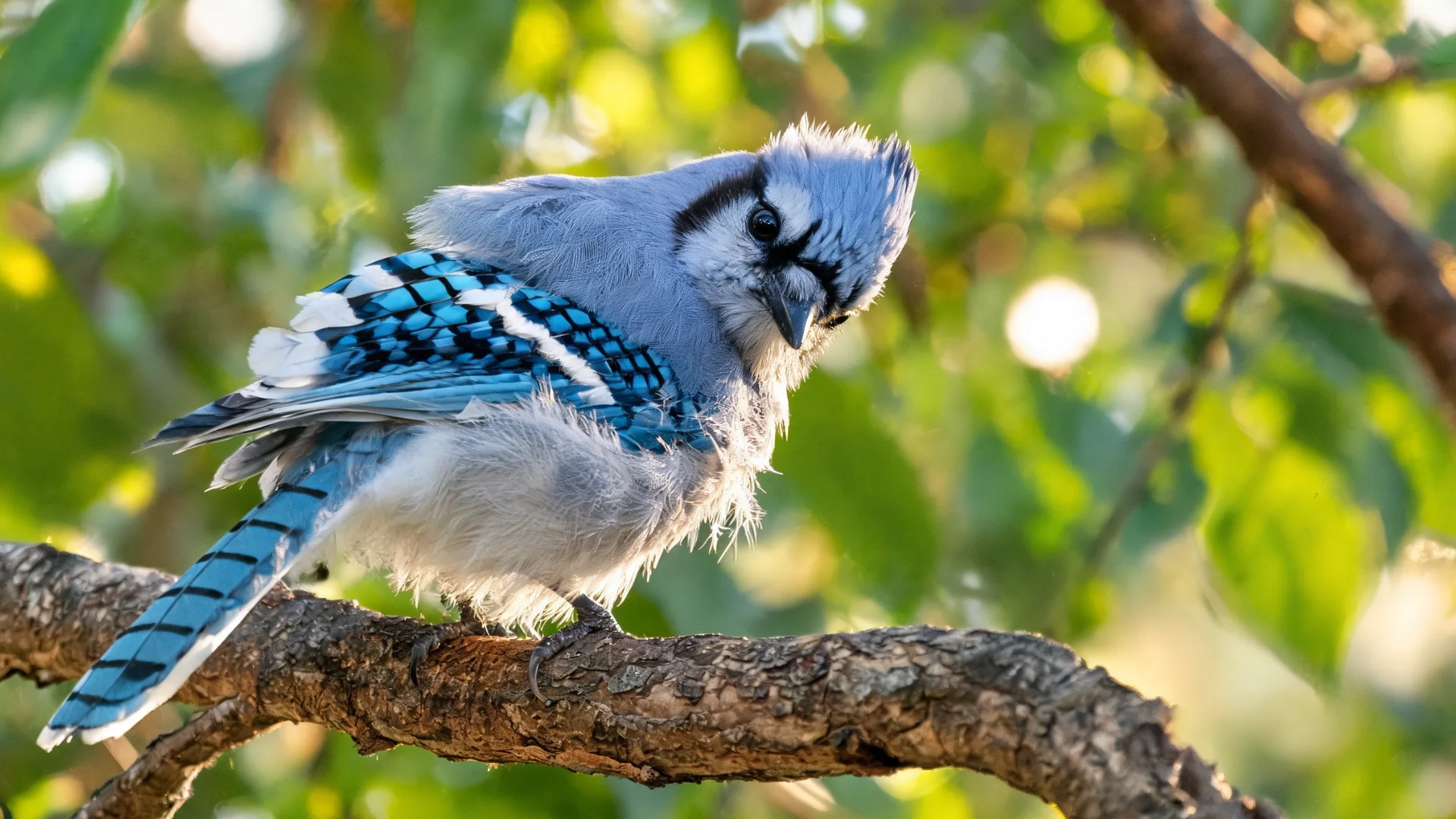 Young blue jay perched on a tree branch