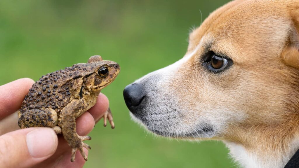 A close-up of a brown dog and a bumpy toad held in a person's hand, staring curiously at each other nose-to-nose