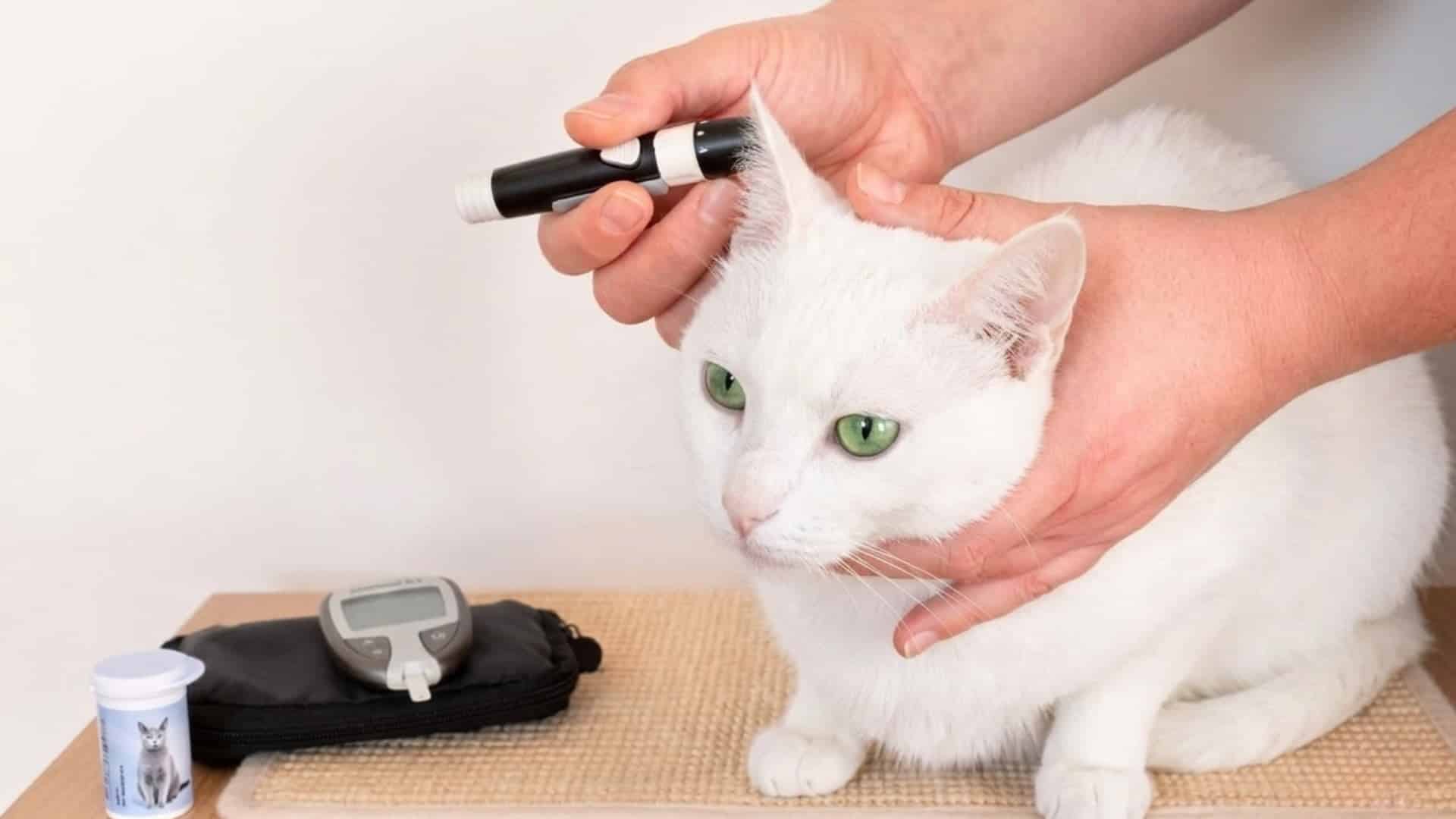 A close-up of a white cat with green eyes being held gently while its blood sugar or ear is checked