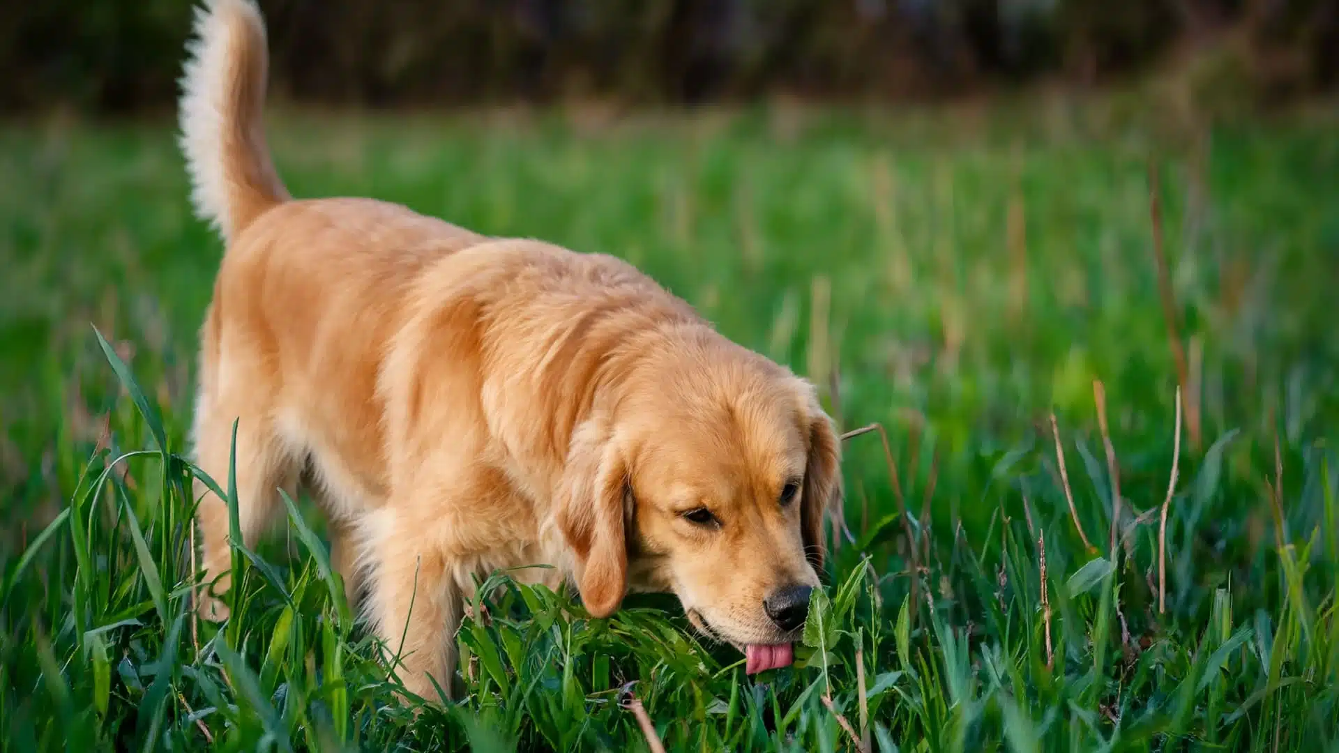 A golden retriever standing in a green field with its tongue out, sniffing or eating the tall grass