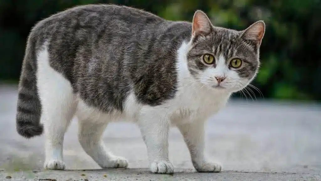 A gray and white tabby cat standing on the ground and staring directly forward with wide eyes