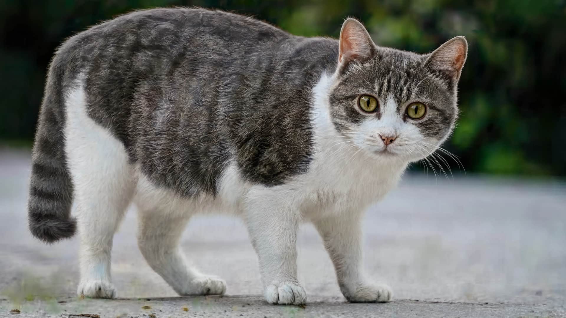 A gray and white tabby cat standing on the ground and staring directly forward with wide eyes