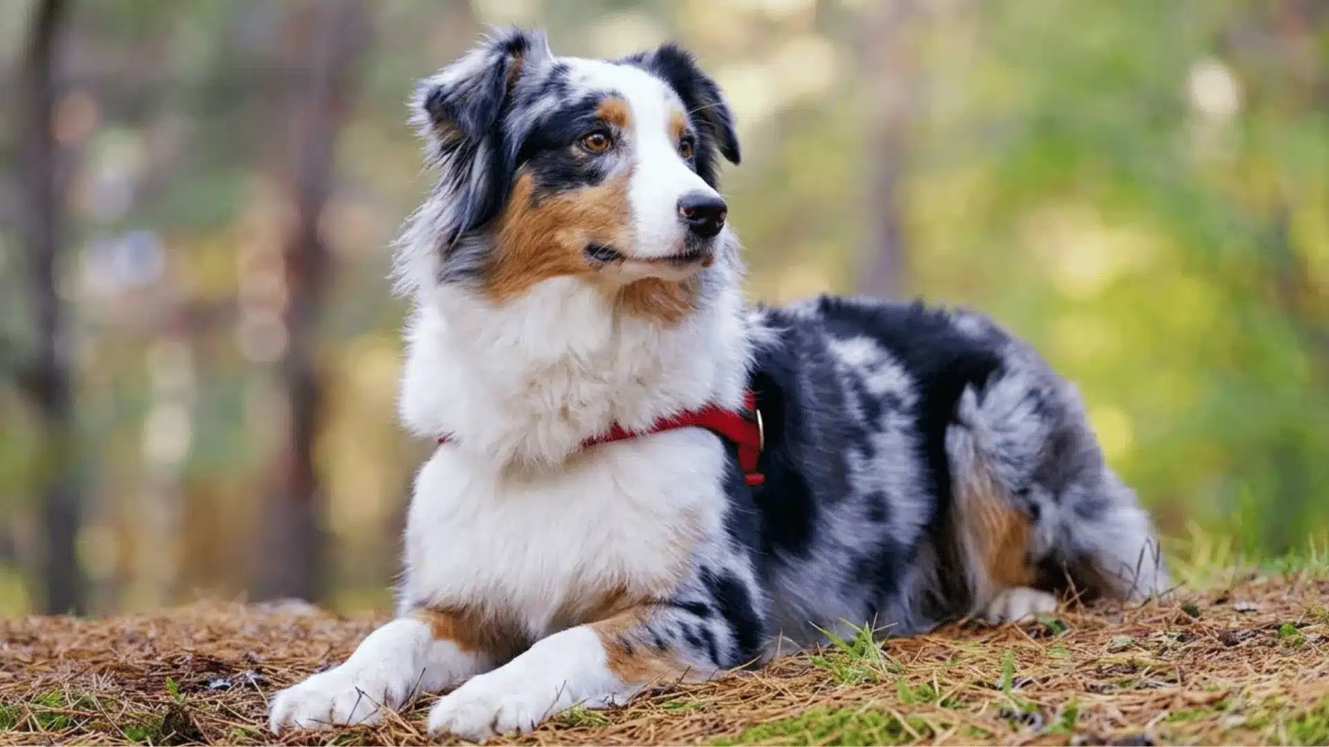 Australian Shepherd lying on forest ground with a red harness