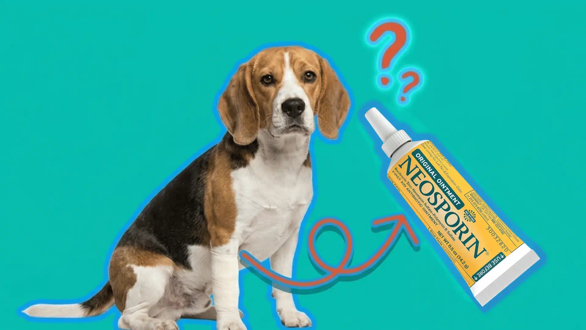 Beagle with a bandaged paw beside Neosporin ointment