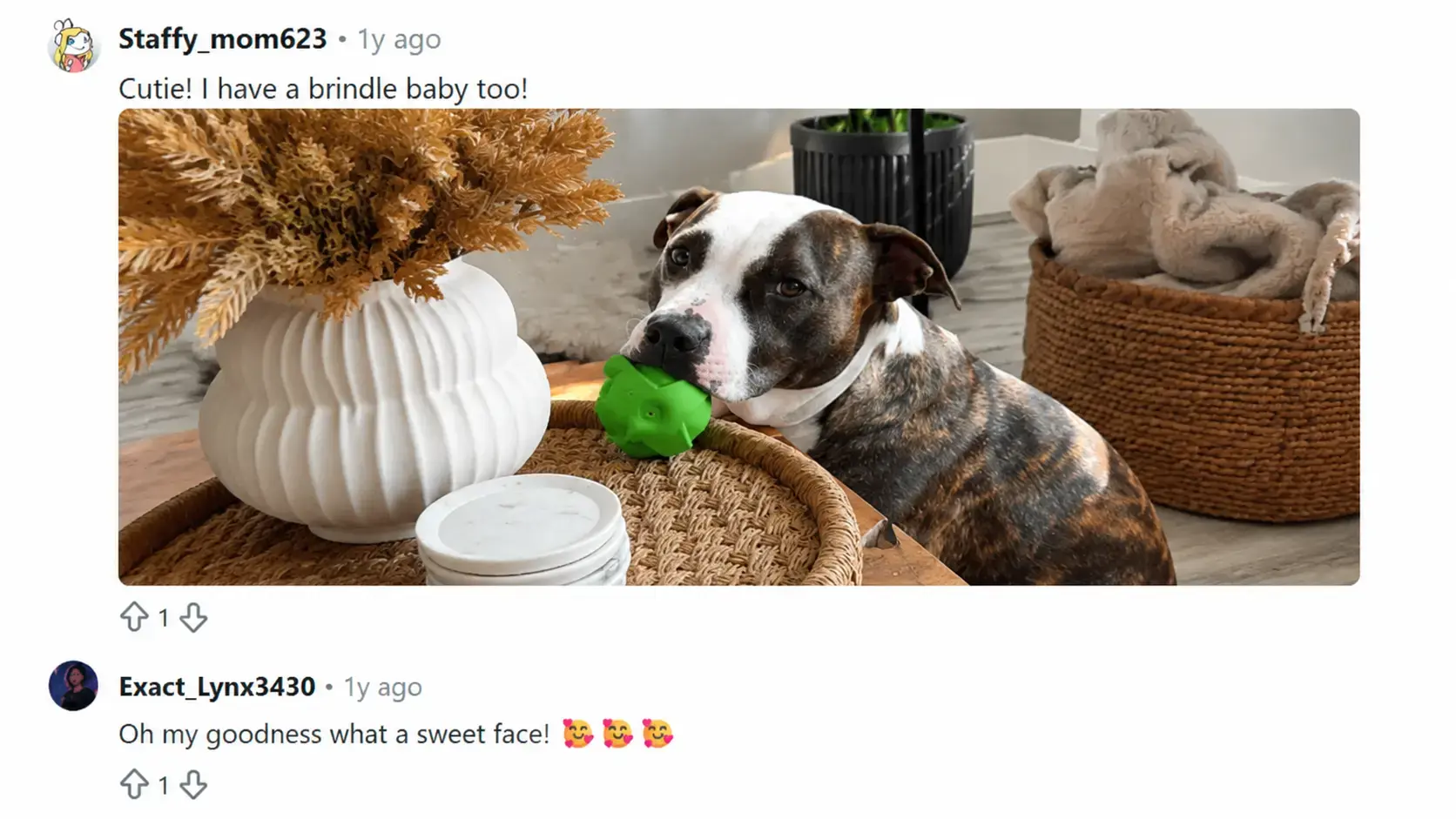 brindle pitbull with a striped coat shared in a social media discussion post