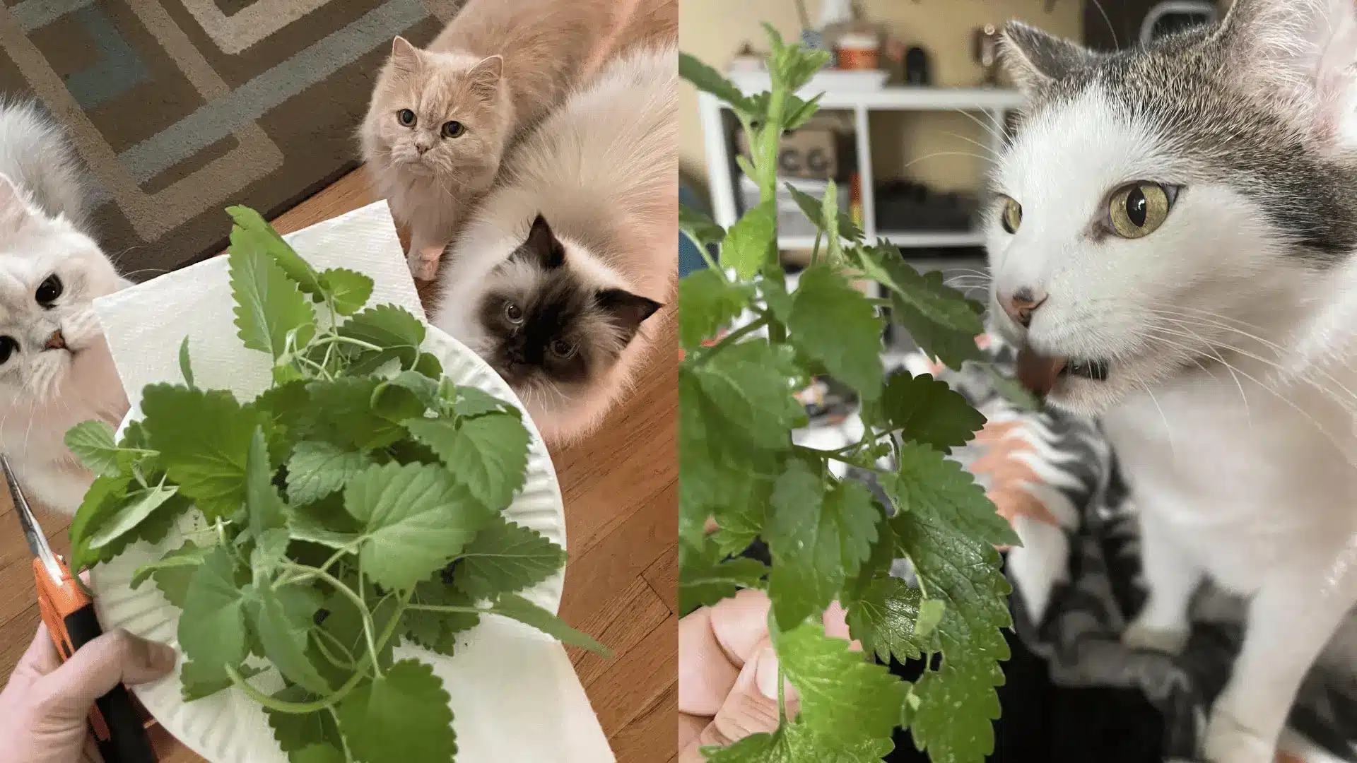 Cats sniffing and chewing fresh catnip leaves indoors