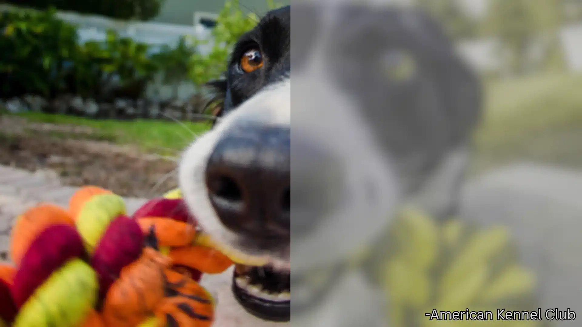Close-up dog holding a colorful rope toy beside a blurred view showing how dog vision may look