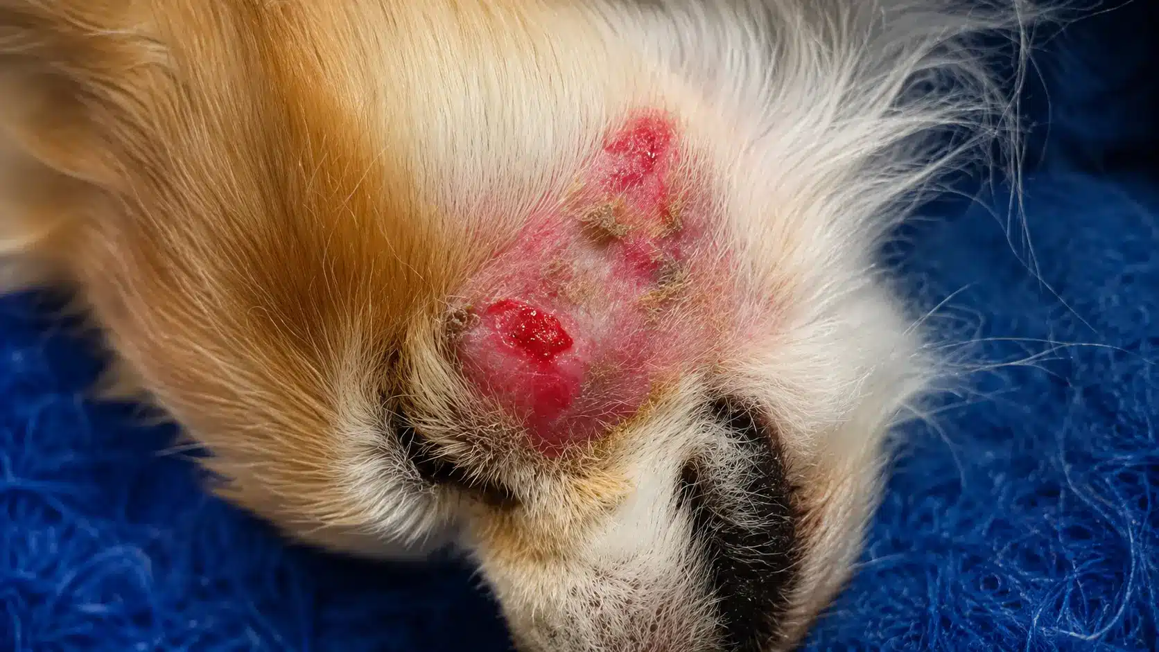 close up of a dog abscess showing realistic swollen skin texture with detailed fur and healthy surrounding tissue