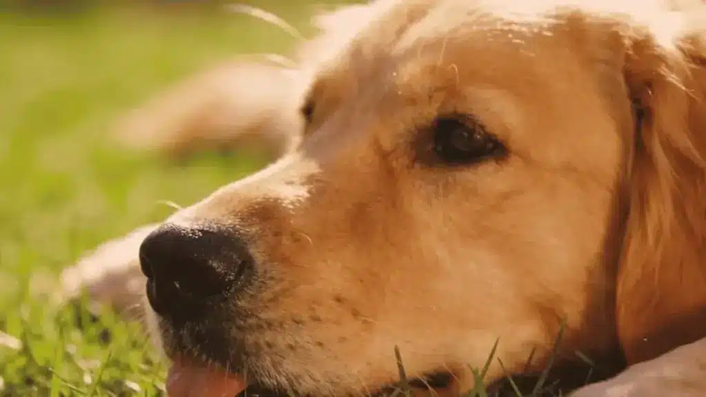 Close-up of a golden dog resting on grass outdoors in warm sunlight