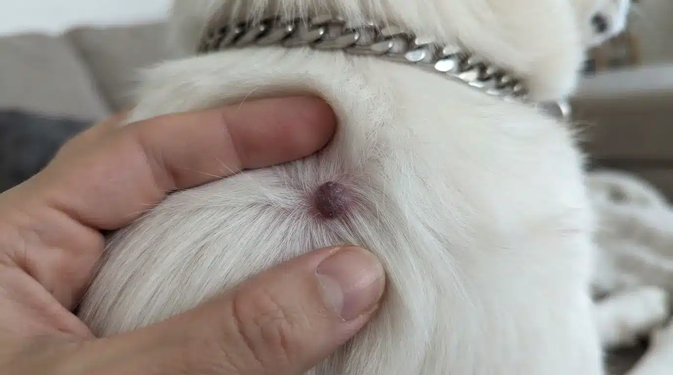 close up of a red histiocytoma on dog skin with realistic skin texture and fine surrounding fur